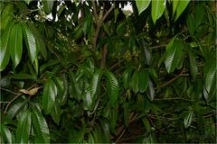 Excoecaria crenulata